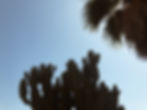 IMG-6636.jpg