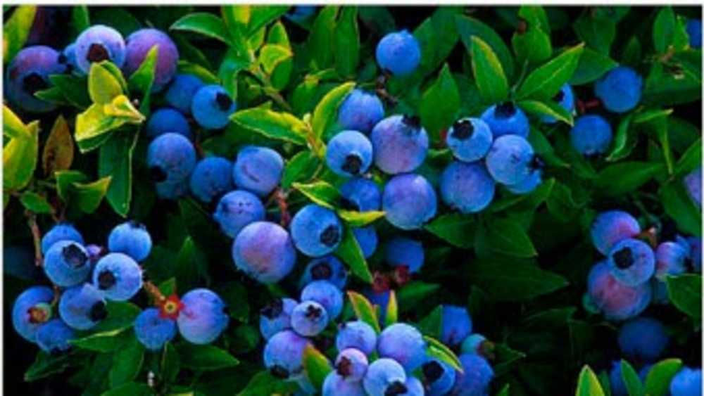 BLUEBERRY PATCH