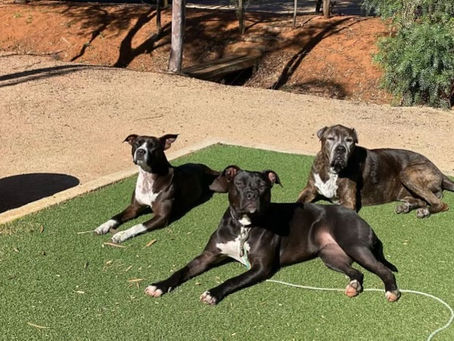 Flexibility and Patience: The Keys to Successful Dog Training