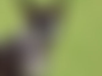 Unlock Your Dog's Potential with Positive Reinforcement Techniques