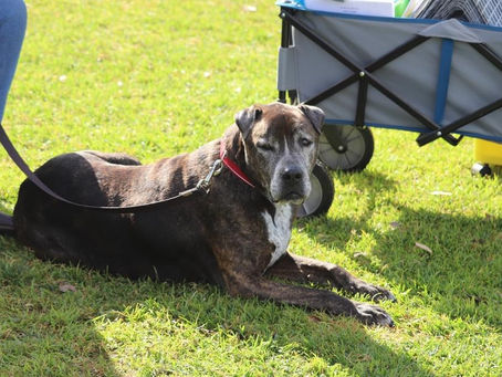 Personalised Dog Training Services