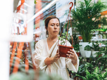 orchid plant delivery