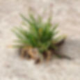 geotextile-chanvre-naturel-GATICHANVRE.jpg