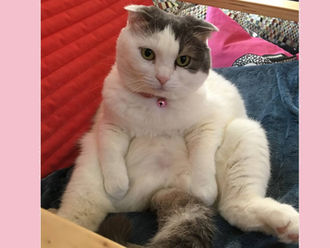 どすこいももた。