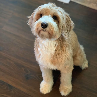Australian Labradoodles Mabel & Bandit