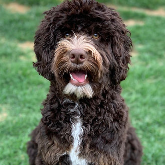 Australian Labradoodles Peaches & Bandit