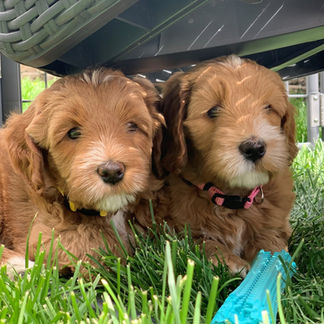 Spruce Cali as Pups.jpeg