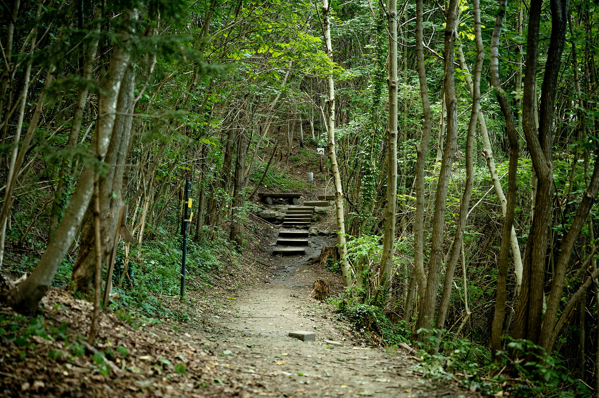 Idyllischer Waldweg