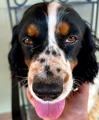 Black, white and tan English Springer Spaniel