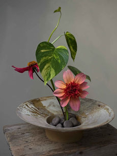 Ikebana flared vessel, wood ash-glazed, with a minimalist floral arrangement including pink dahlia and pothos leaves
