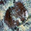Thumbnail: Ash-glazed dark platter