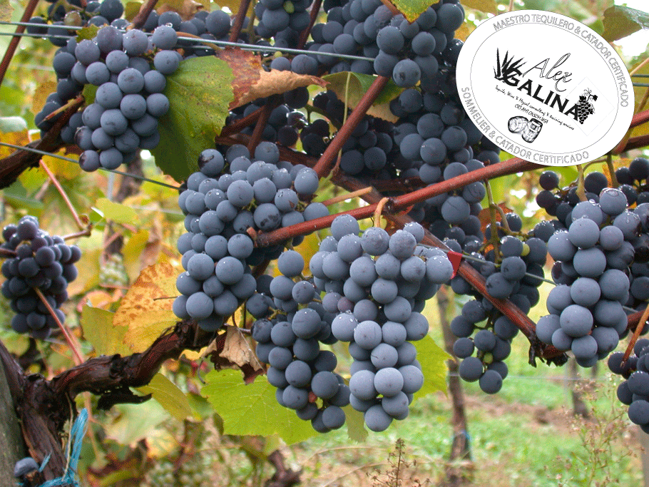 tempranillo.gif