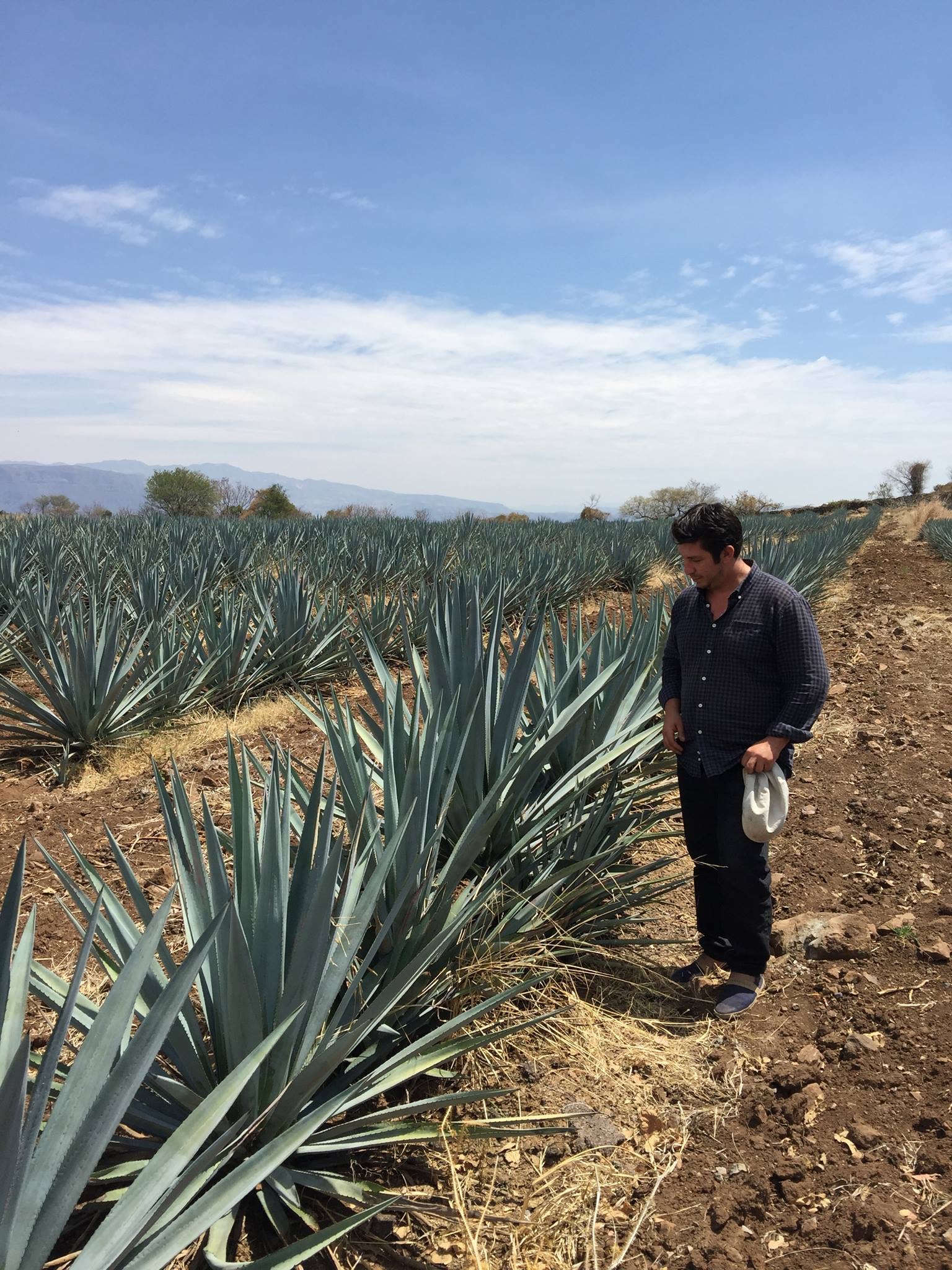 Cata de tequila