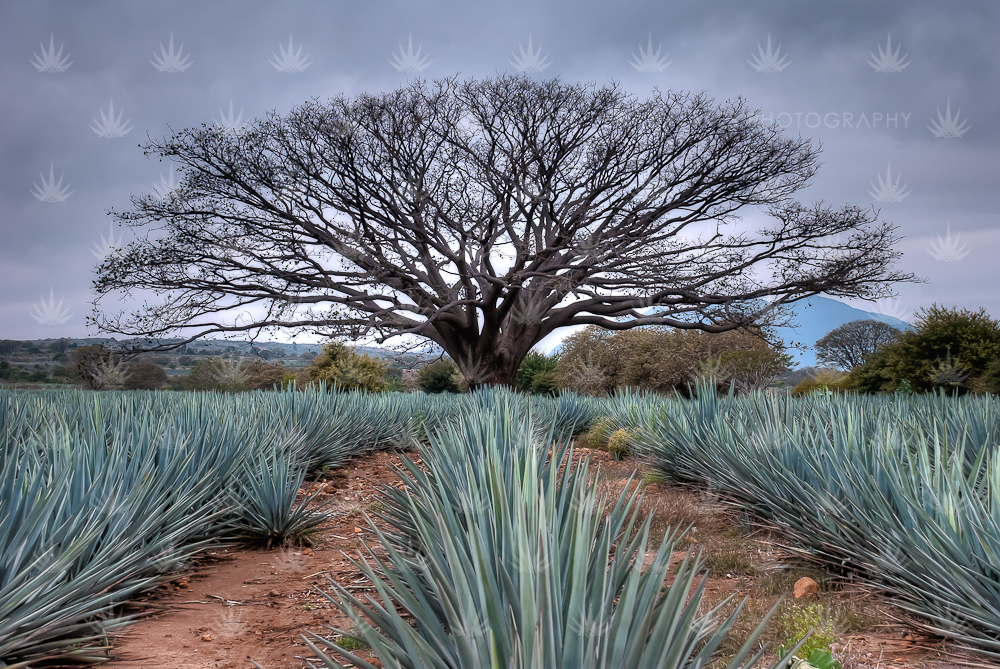 cata de tequila