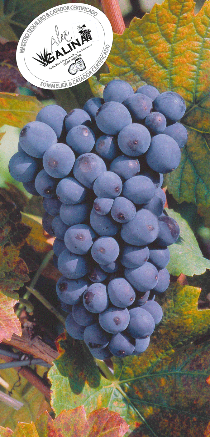 Pinot-noir.gif