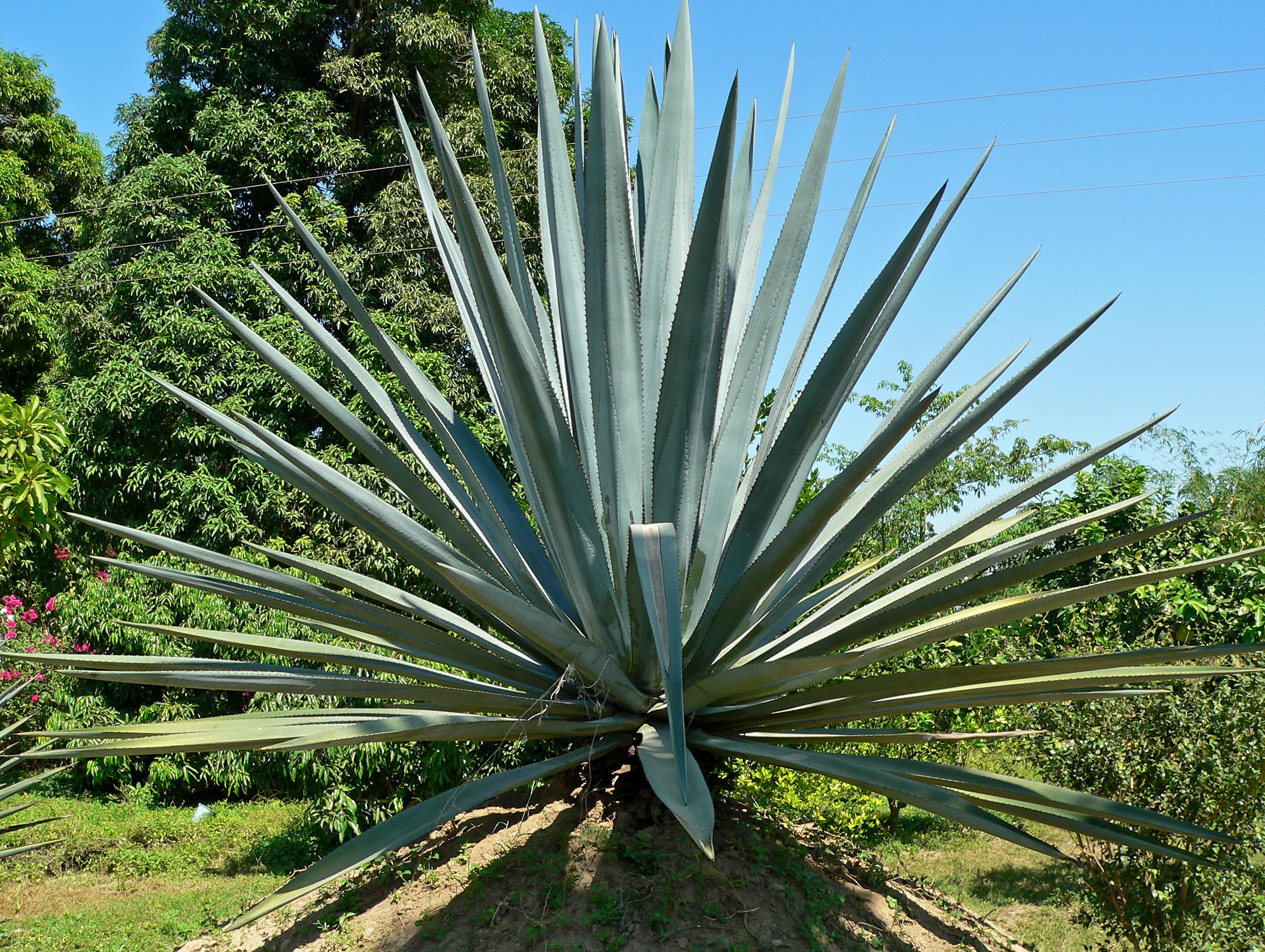 catas de mezcal