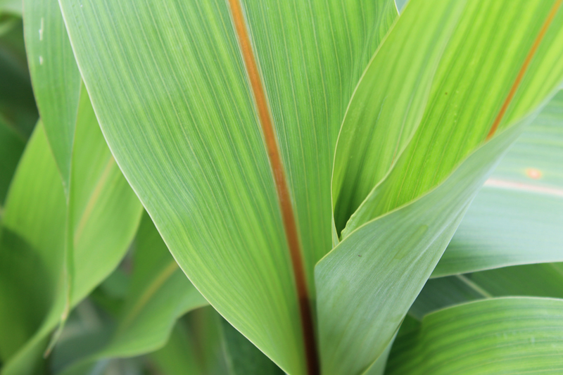 Nézzünk a BMR hibridek bőre alá – Azaz mitől BMR a BMR?