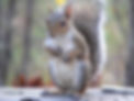eastern-grey-squirrel-1163738_960_720.jp