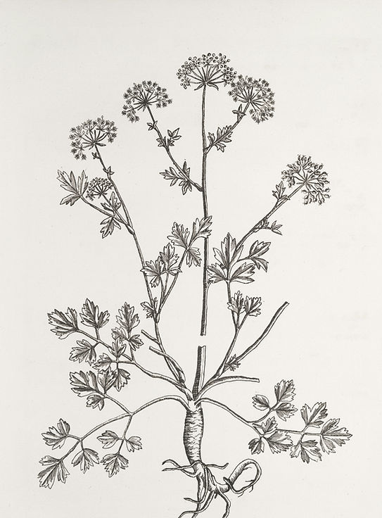 herbal medicine, acupuncture, charlbury, witney, oxford, finstock