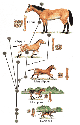Évolution du cheval