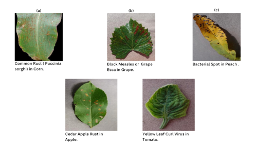 Plant diseases