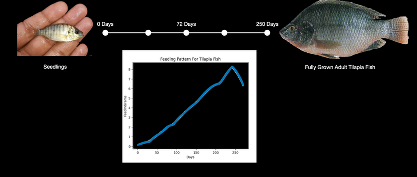 Feeding pattern of tilapia