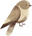 鳥