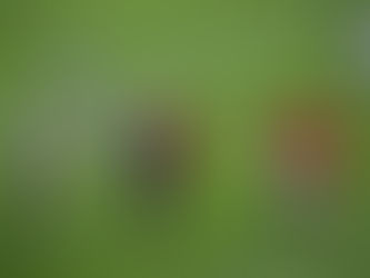 De 10 Gekste Voetbalderby’s van Europa