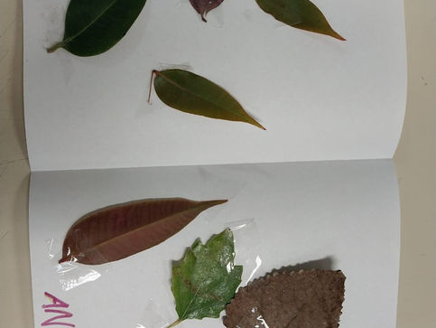 COLLAGUES DE HOJAS DE ÁRBOLES
