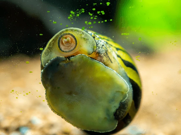 Ayudantes que comen pescado