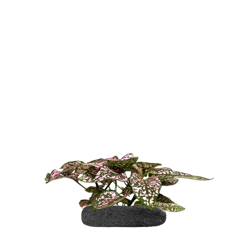 file.png