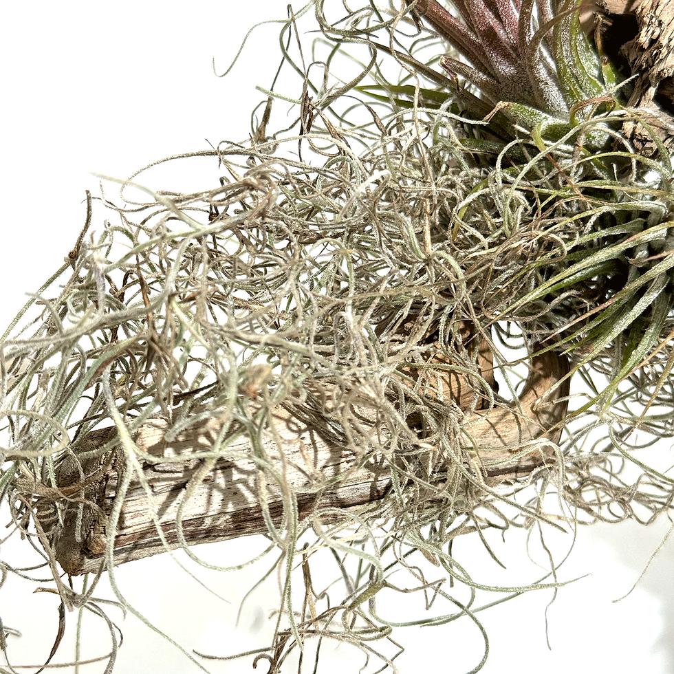 Miniatura: Spanish Moss Air