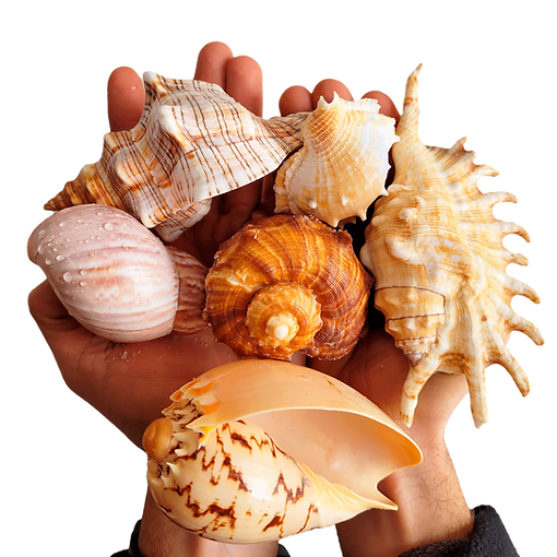 HELLOS ヘロス Snail Shelter（Charcoal Green） GAF Timberline Natural Shadow Hunter Green Algae Resistant