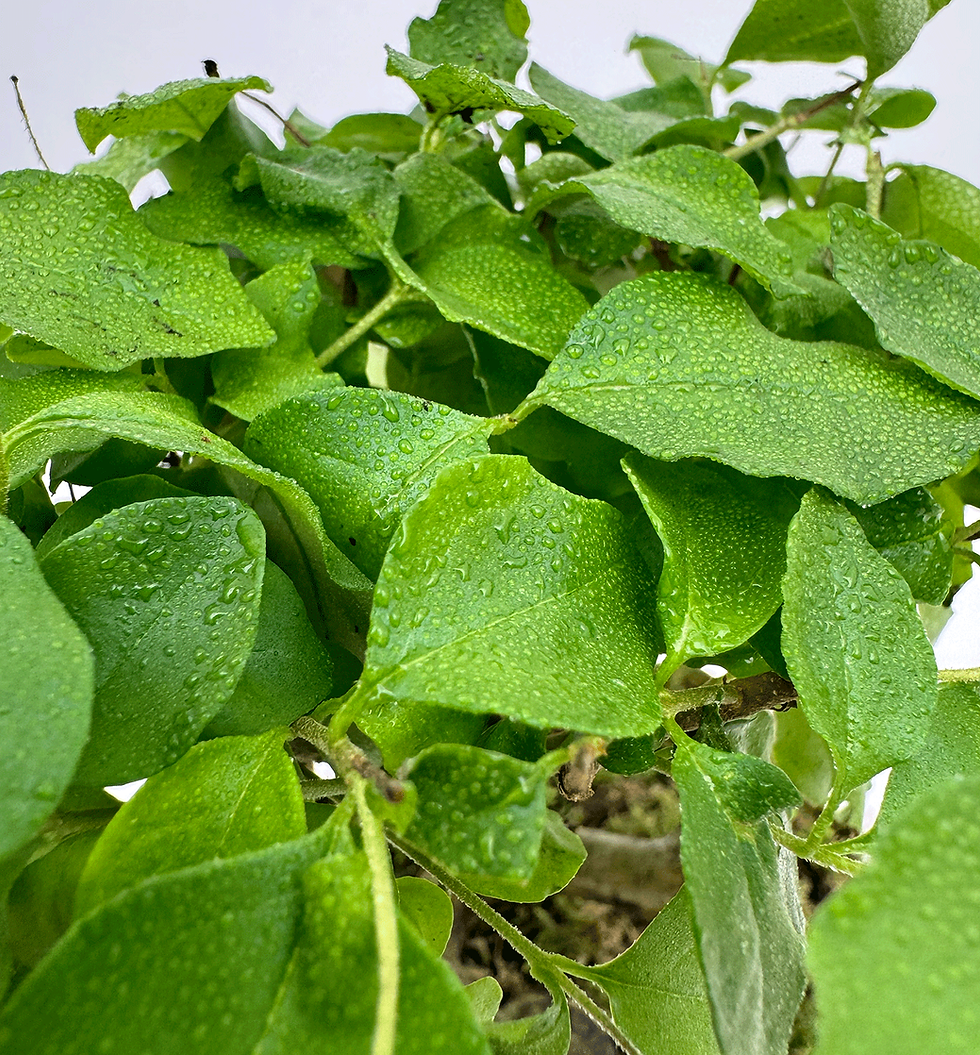 Miniatura: Privet Bonsai Insula Detail