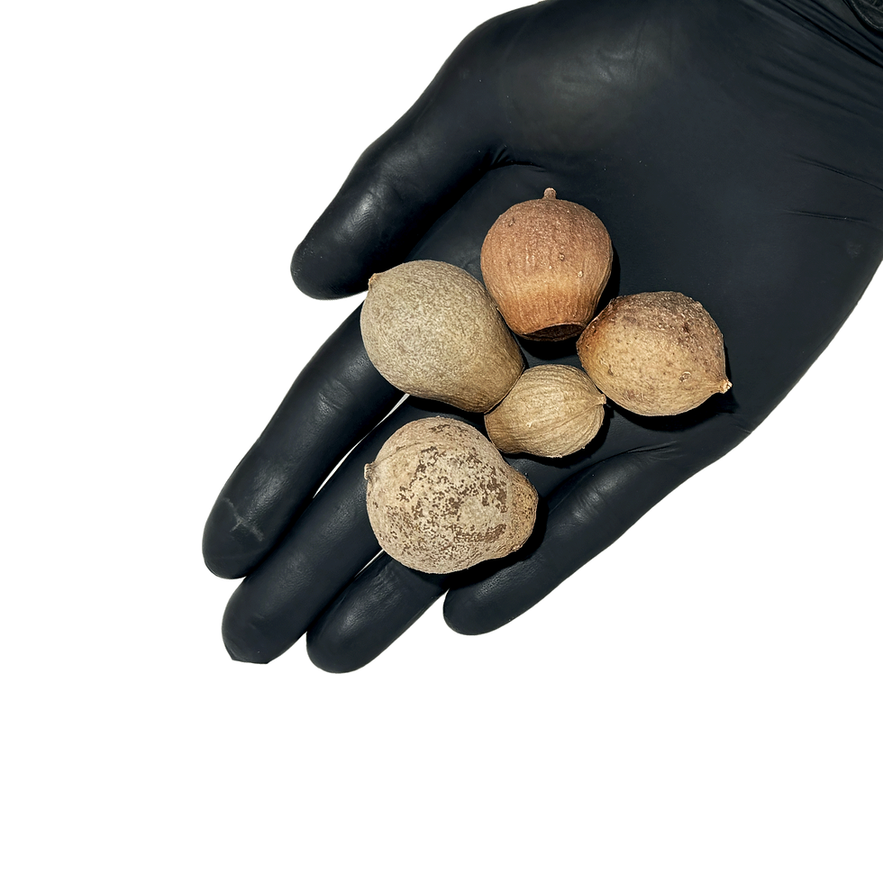 Miniatura: Bellgums Pod