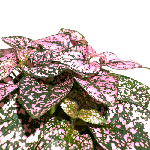 Polka Dot Plant 'Pink' | WIO