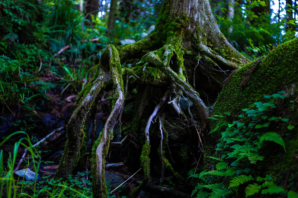 Embrace the natural tannins released by roots