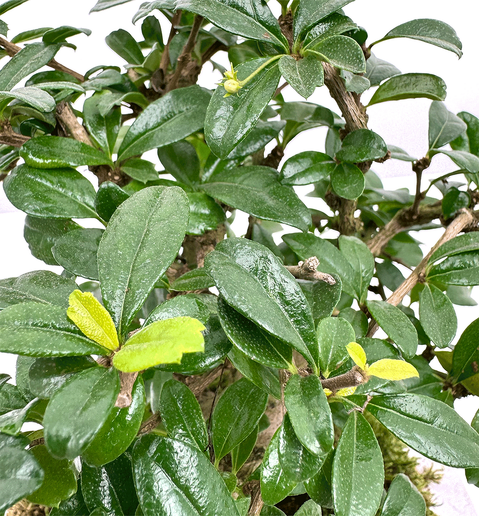 Miniatura: Oriental Tea Tree Bonsai Insula Detail
