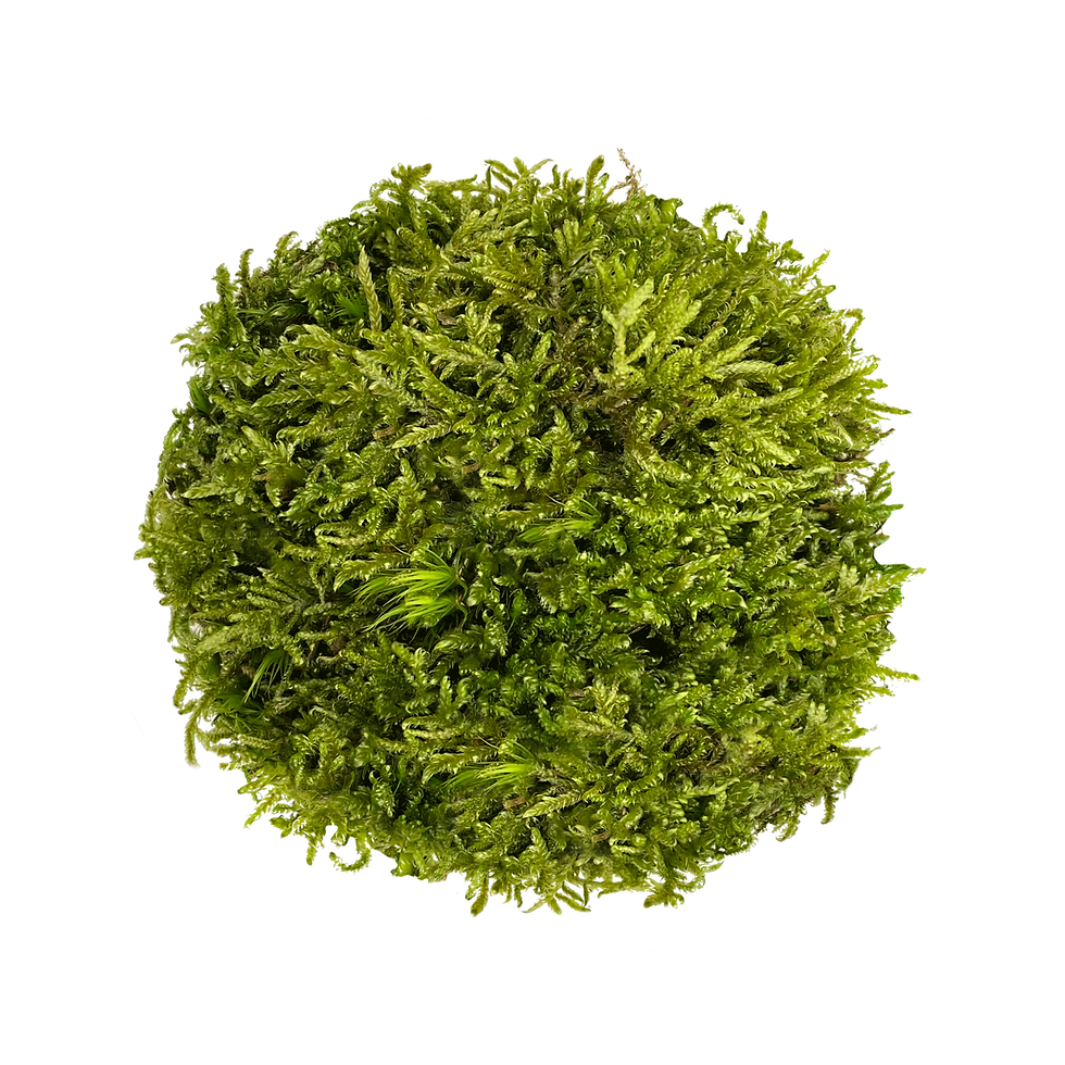 hypnum moss