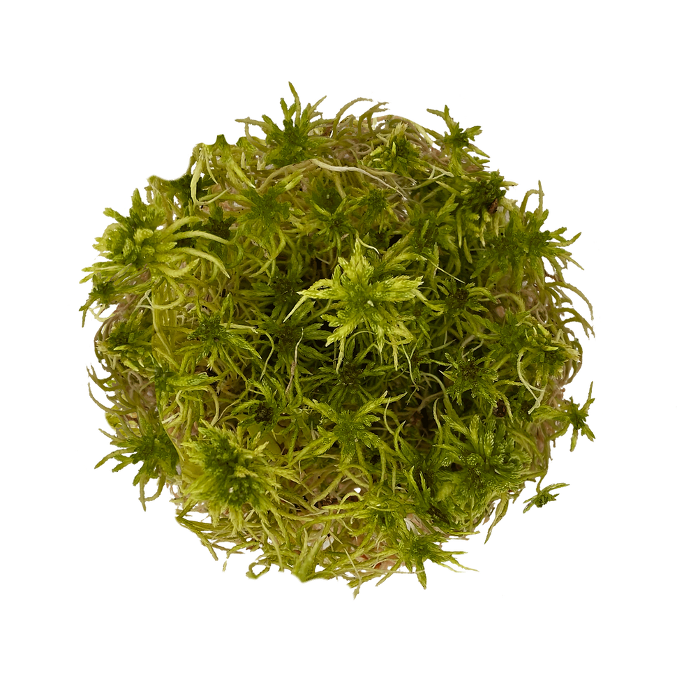 sphagnum