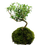Miniatura: Tree of a 100 Stars Bonsai Insula