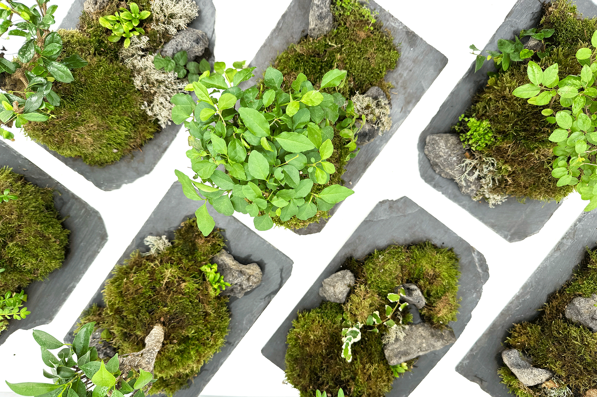 petitscape banner