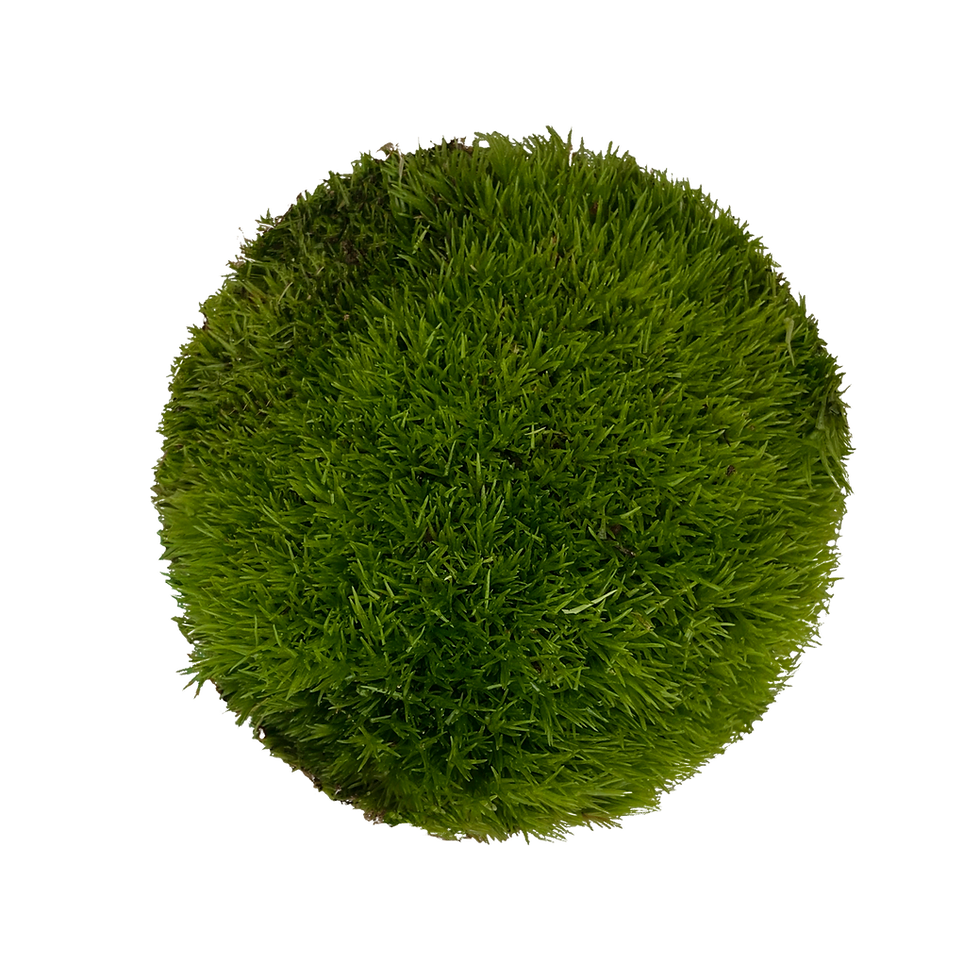 moss cushion