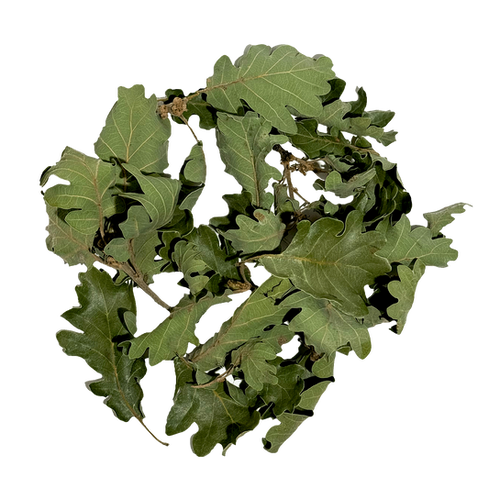 quercus-leaves-wio