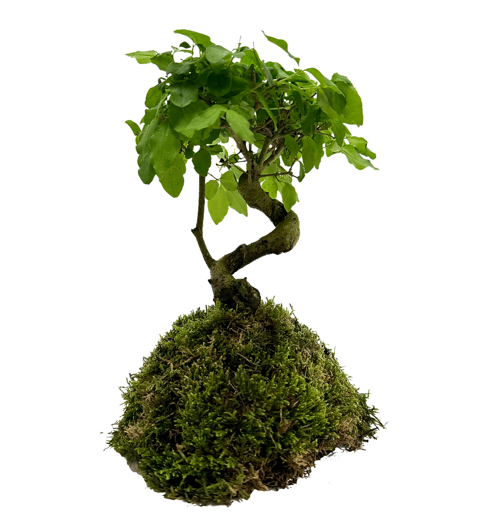 Privet Bonsai Insula