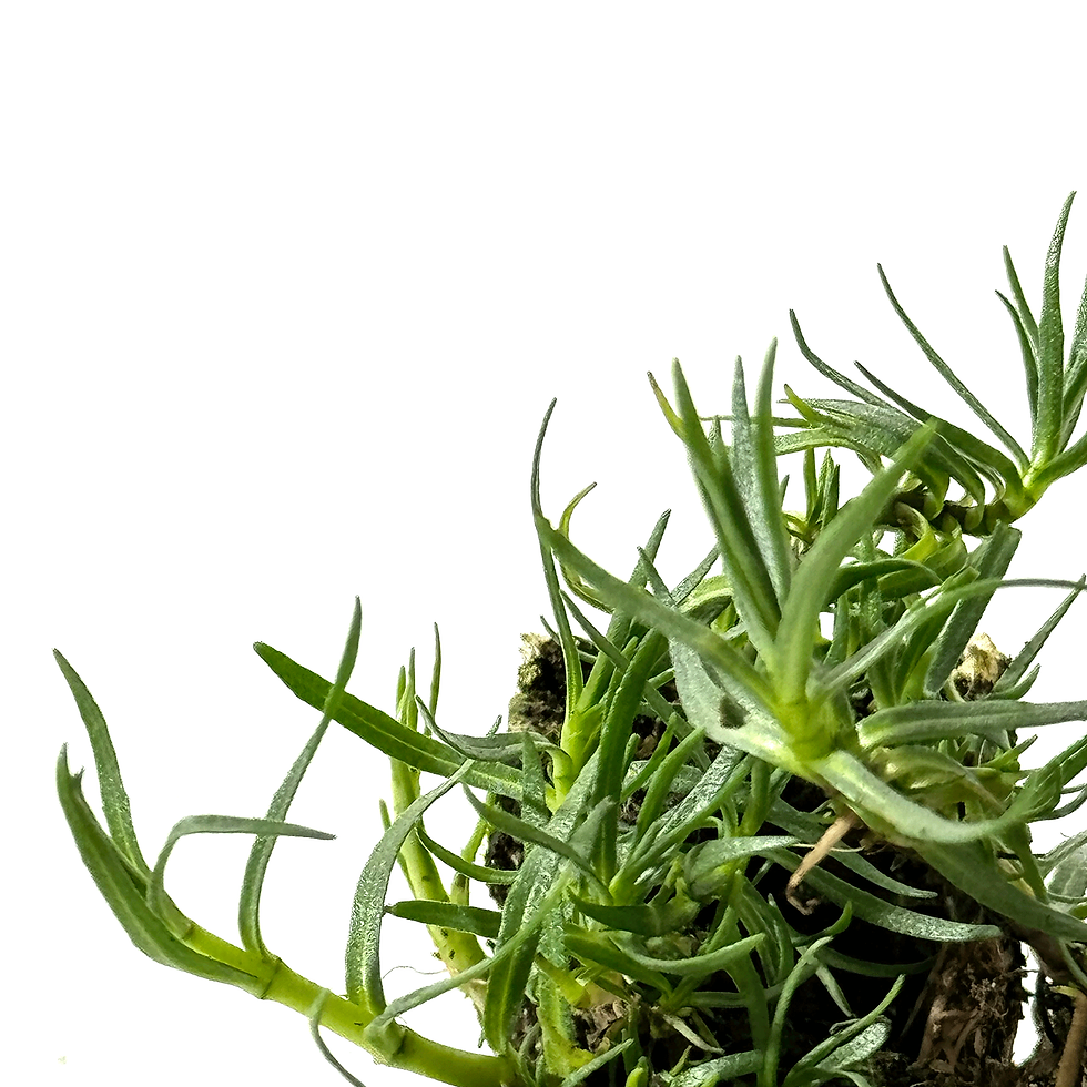 Hart's pennyroyal Aromatique Detail