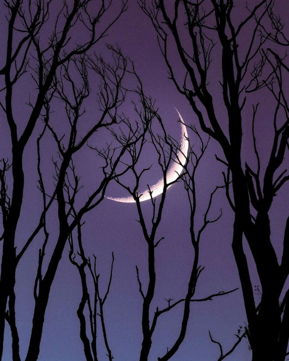 purple moon & trees.jpg