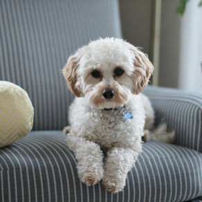 How to Introduce a New Dog and Avoid the Chaos