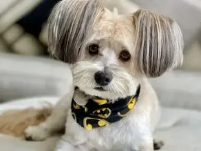 Why Grooming Is Essential for Your Dogās Health