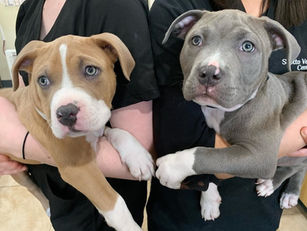 Understanding Parasite Control and Why It Matters for Dogs